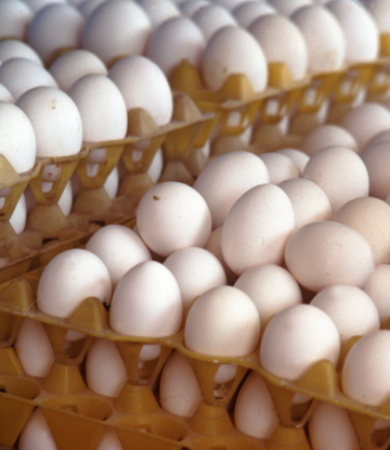 fresh eggs in large carton stacks 