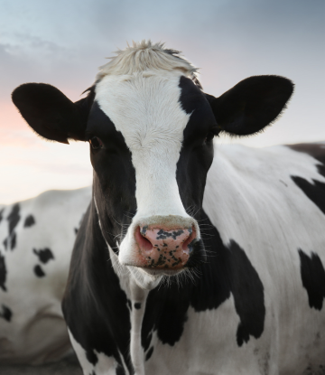 a dairy cow in the field 