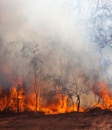 wild fire burning trees and grass 