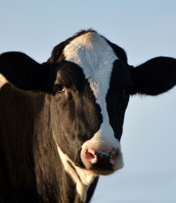 A dairy cow