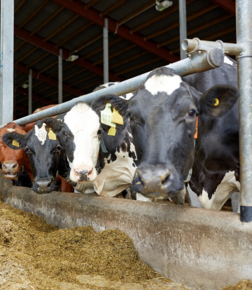 dairy cows feeding 