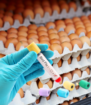 HPAI test tube with eggs 