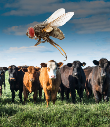 Screwworm flying over cattle in the field 