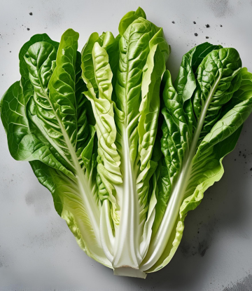Romaine Lettuce 