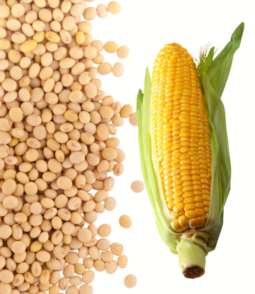 Corn and Soybeans 