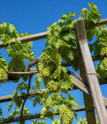 Grapes on a vine 